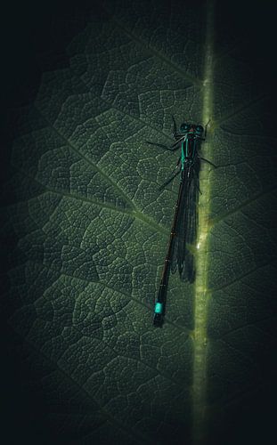 Elegant Precision: Dragonfly on a Green Leaf