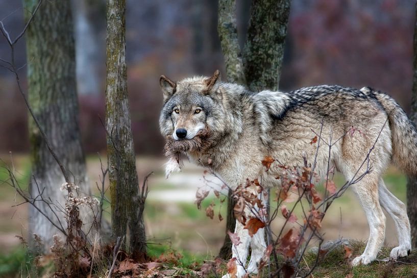 Loup Gris van Renald Bourque