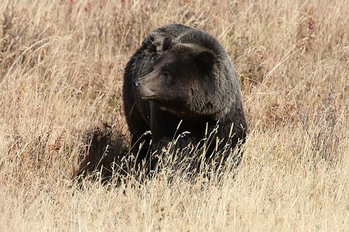 Grizzlybeer Nationaal Park Yellowstone Wyoming USA