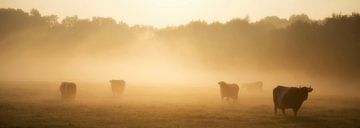 Ochtenddauw in het weiland van Veronie van Beek