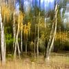 Autumn in motion by Patty Elferink