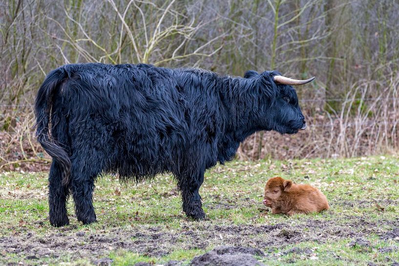 Black mother scottish highlander cow with brown calf by Ben Schonewille