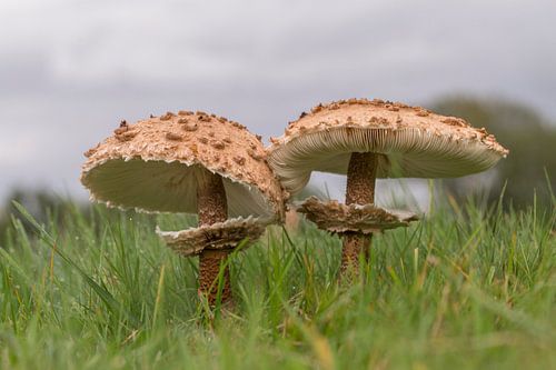 Mushroom parasol mushroom