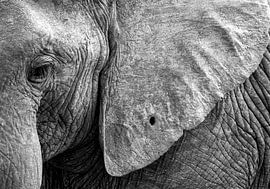 Detail of an elephant by Mirjam Wisse