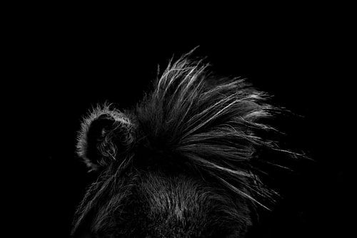 Fine Art Crinière et oreille de cheval en low-key