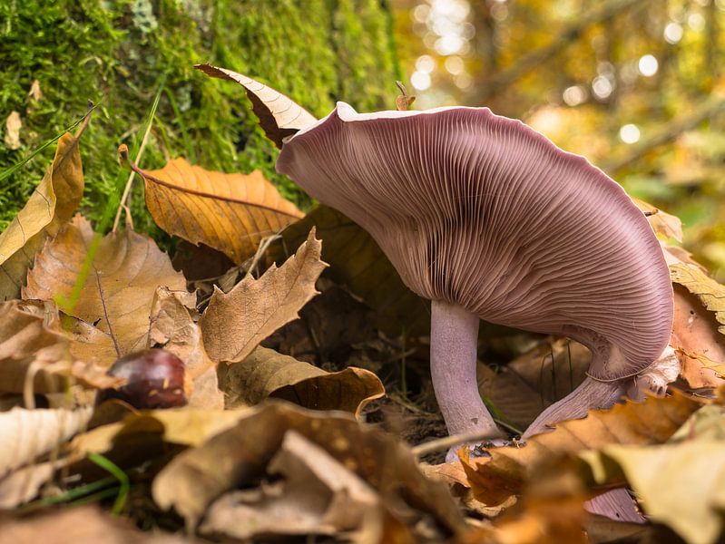 Champignon au pied d'un châtaignier par Moniek van Rijbroek