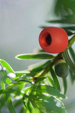 Rode bes van taxus naaldboom van Tot Kijk Fotografie: natuur aan de muur