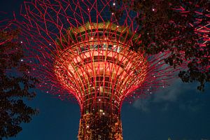 Eine Nahaufnahme eines orangefarbenen Supertrees