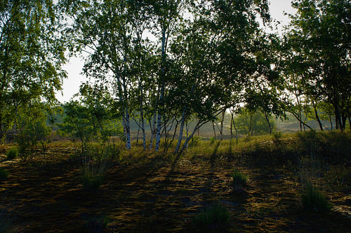 Nature