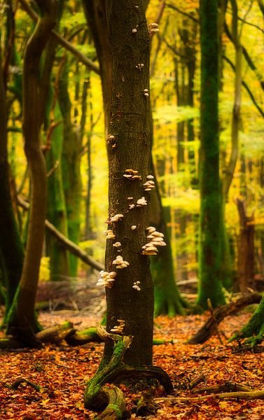 Fungi by Ruben Post