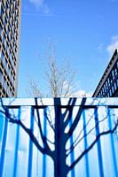 De blauwe boom