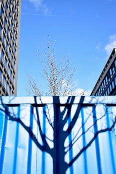 Der blaue Baum