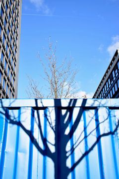 De blauwe boom van Miss Dee Photography