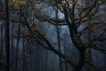 Mysterieuze eik van Danny Slijfer Natuurfotografie