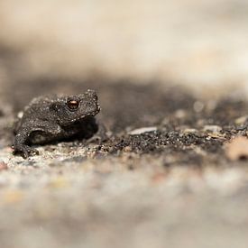 pad van hetty'sfotografie