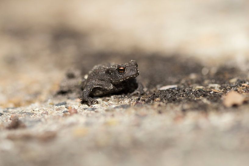 pad van hetty'sfotografie