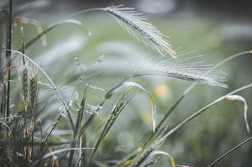 Dansen in de wind.