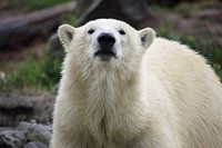 Ijsbeer uit Dierentuin Blijdorp