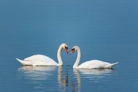 Swan dance