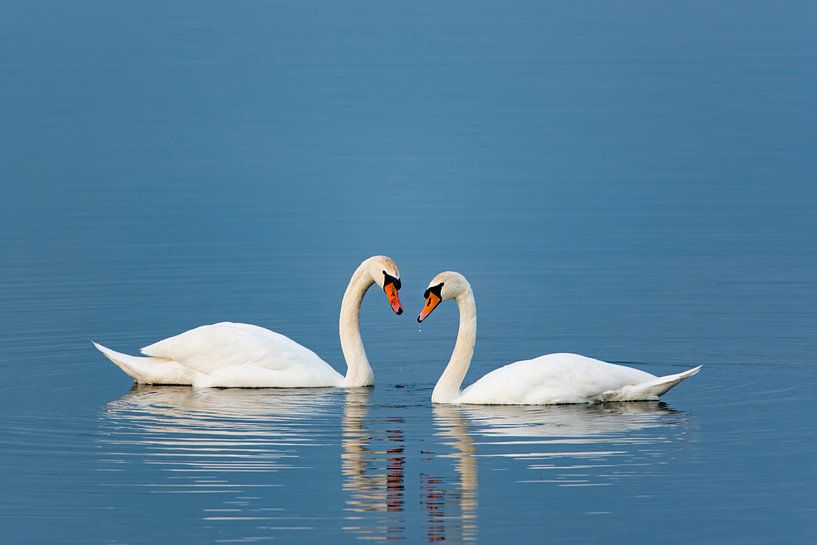 Swan dance by Jan van Meegen