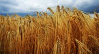 Dramatic sky above fields