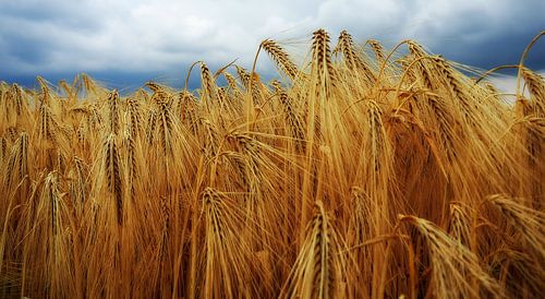 Bedrohlicher Himmel über einem Getreidefeld