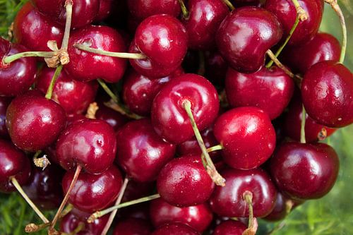 Rode kersen