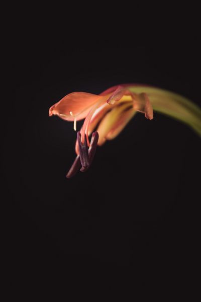 Kleine orangefarbene Flammenblume von Sandra Hazes