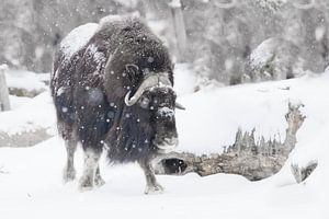 Krachtige gehoornde stier onder zware sneeuw in het bos. Ijsgehoornde poolreliëf van de ijstijd hari van Michael Semenov