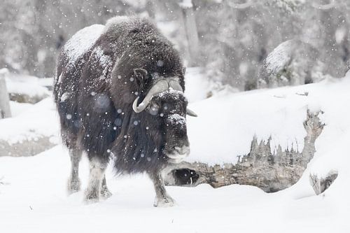 Krachtige gehoornde stier onder zware sneeuw in het bos. Ijsgehoornde poolreliëf van de ijstijd hari