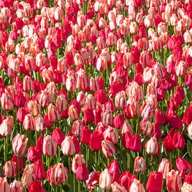 Tulipes sur Paul Heijmink