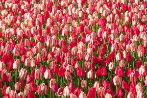 Tulipes sur Paul Heijmink