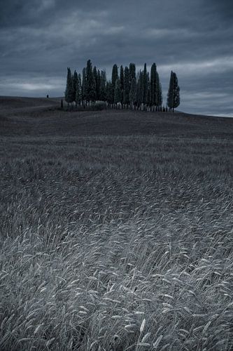 Cipressi di San Quirico d Orcia. . Het cipressenbos in Toscane