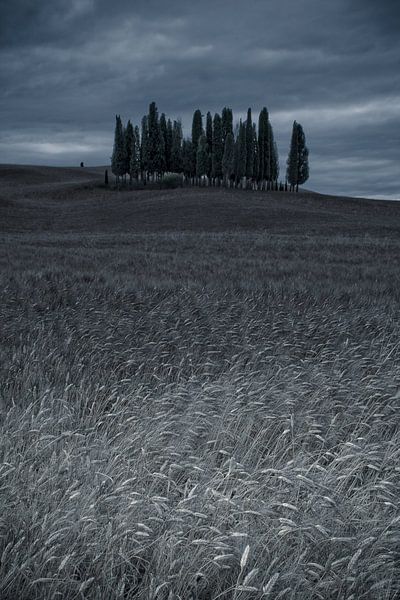 Cipressi di San Quirico d Orcia. Foret de Cipes en Toscane par Dennis Wierenga
