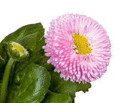 Blooming Bellis Flower on White Background