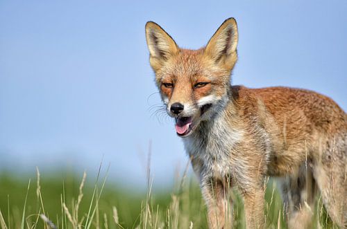 Vos met blauwe lucht