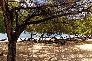 Aruba strand en fofotibomen van Marly De Kok