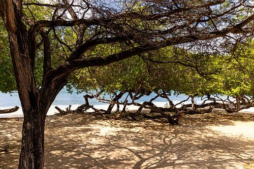 Aruba strand en fofotibomen