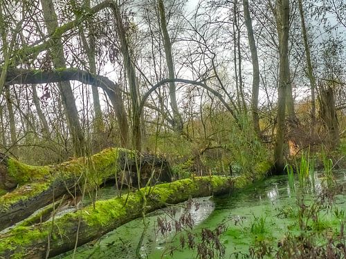 Het groene woud
