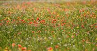 Gebied van klaprozen en andere wilde bloemen in de lente