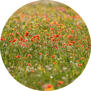 Gebied van klaprozen en andere wilde bloemen in de lente van Gea Gaetani d'Aragona