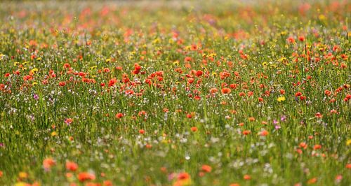 Gebied van klaprozen en andere wilde bloemen in de lente