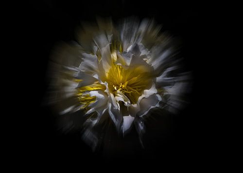 Backyard Flowers 25 Color Flow Version by The Learning Curve Photography