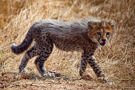 junger Gepard von Peter Michel