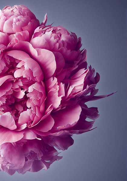 Bloeiende pioenroos, roze, macro, close-up van Color Square