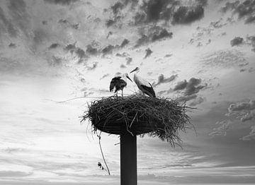 Ooievaars op het nest in zwart wit