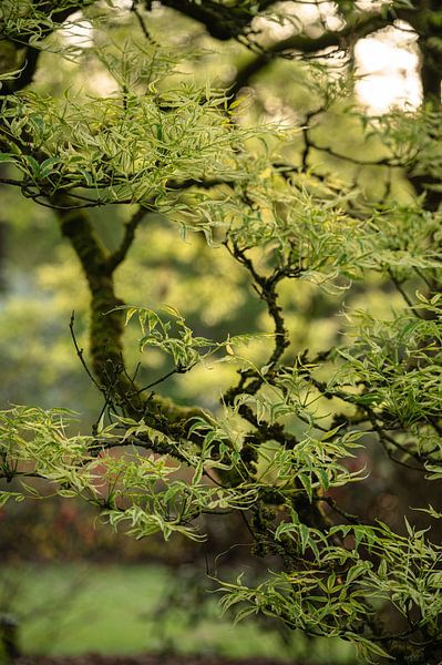 Arboretum part 30 by Tania Perneel