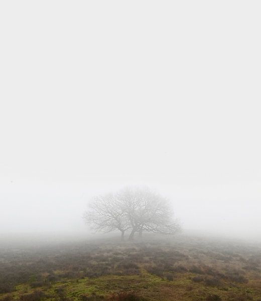 Tree on Ginkel Heath by Frank Mossink
