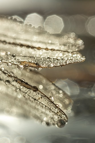 Natural abstract lines – Drops on the wings of a dragonfly