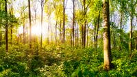Zonsopgang in het bos